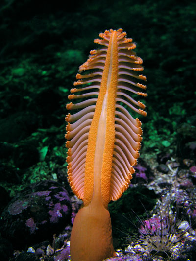 Sea Pen