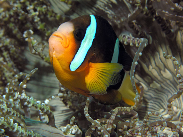 Clark’s Anemonefish