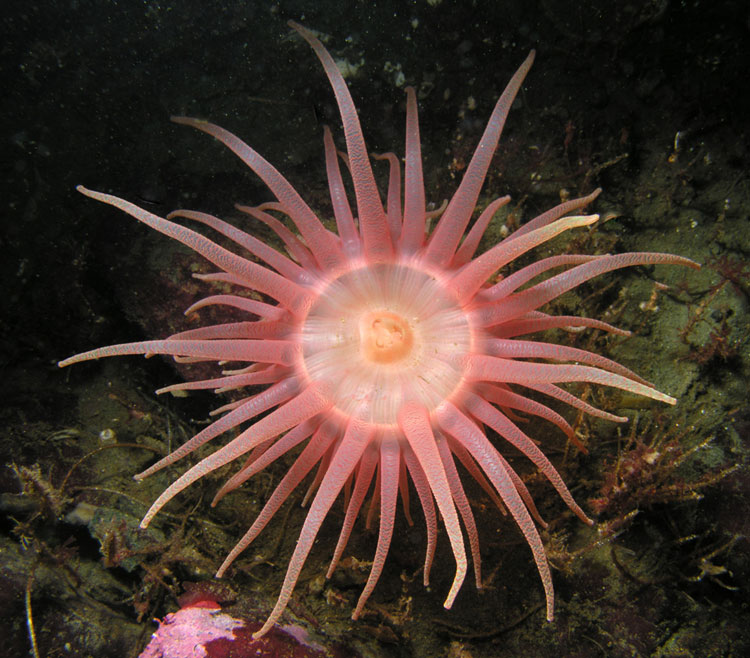 Pink Anemone