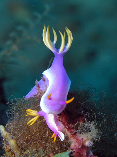 Nudibrachs
