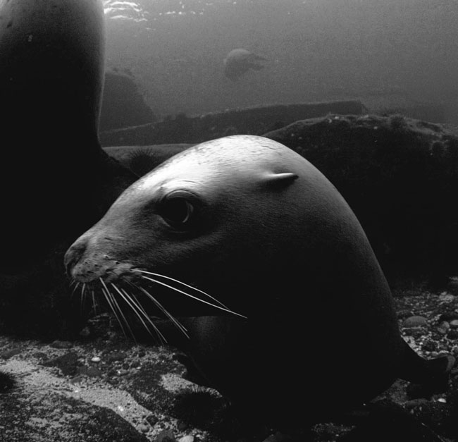 Stellar Sealion
