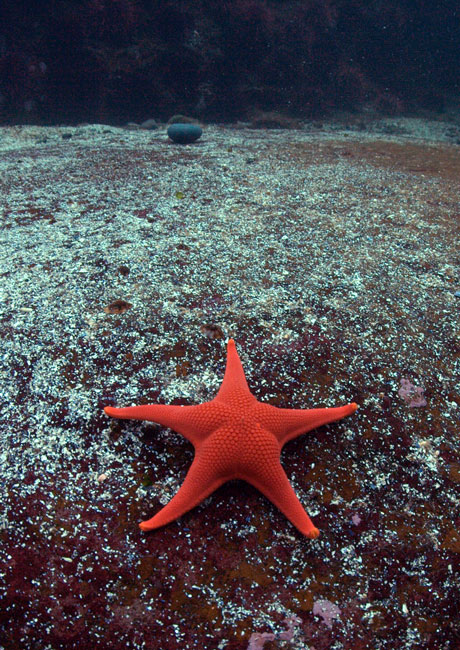 Sea Star