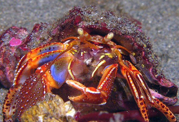 Hermite crab
