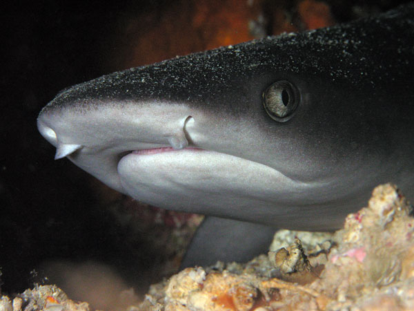 Reef shark