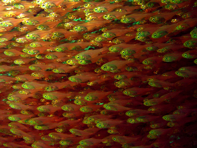 Schooling Glassfish , Toffo, Inhambane, Mozambique.